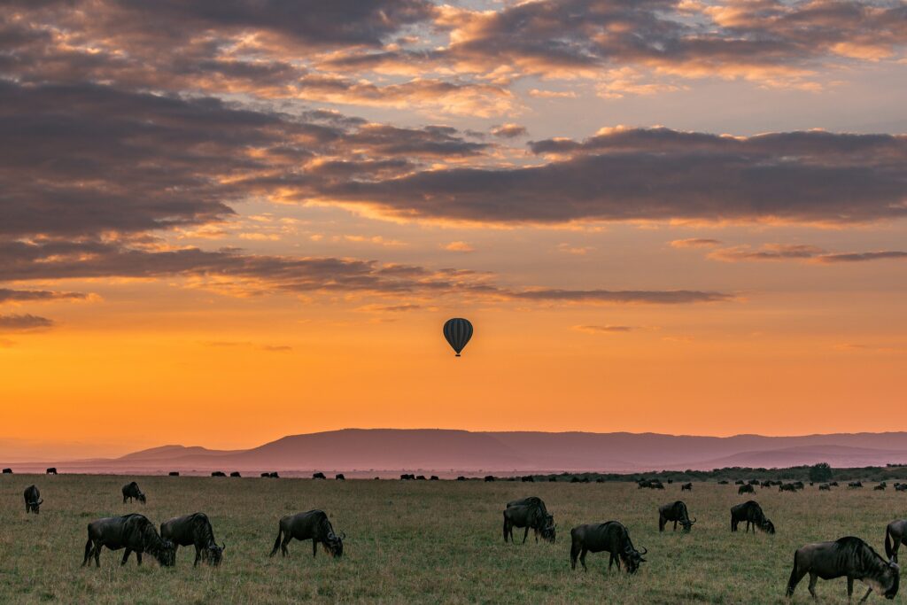 Best African Safari Tours for Wildlife Enthusiasts: Top Picks 4 safari 6378792 1920