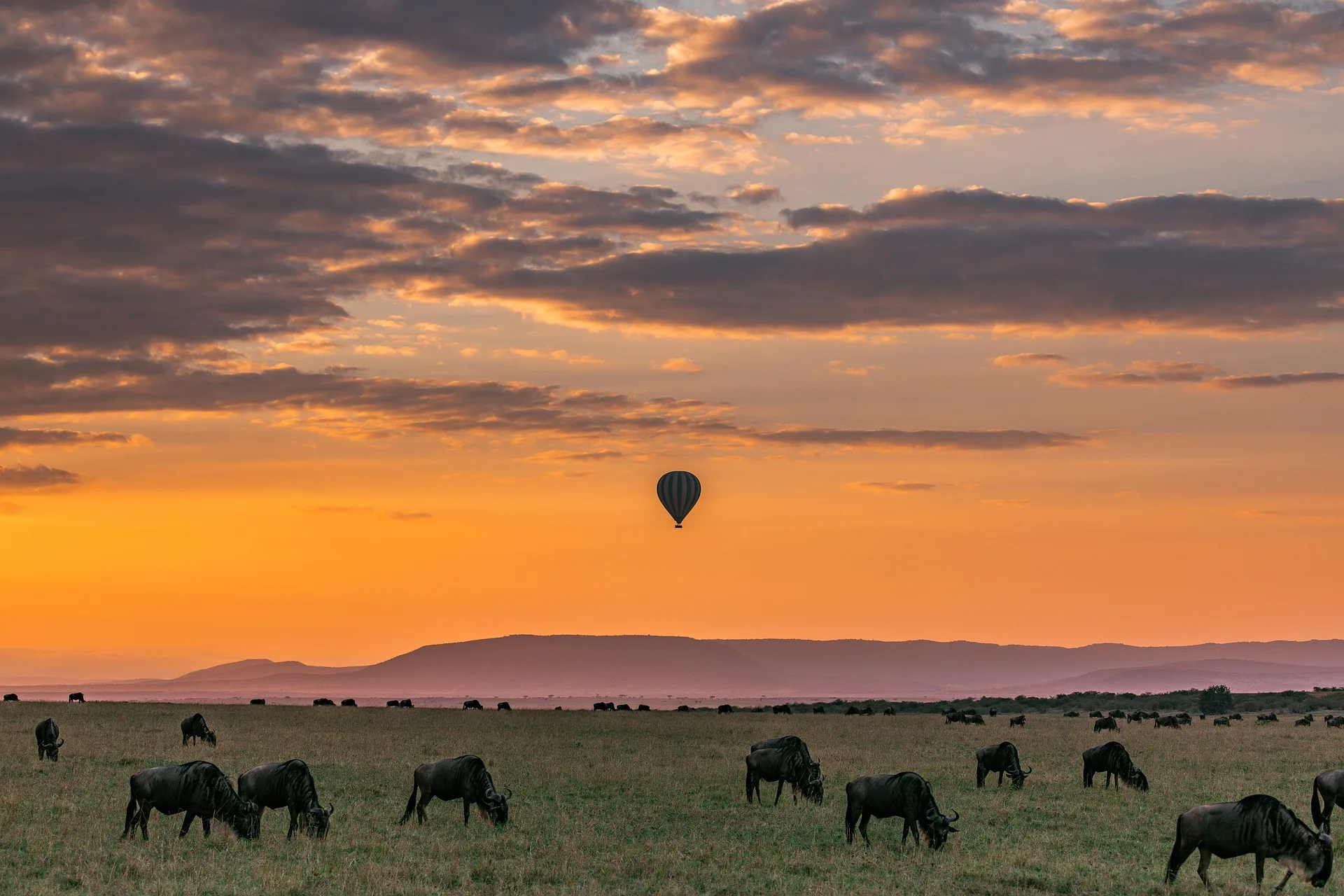 Best African Safari Tours for Wildlife Enthusiasts: Top Picks 1 safari 6378792 1920