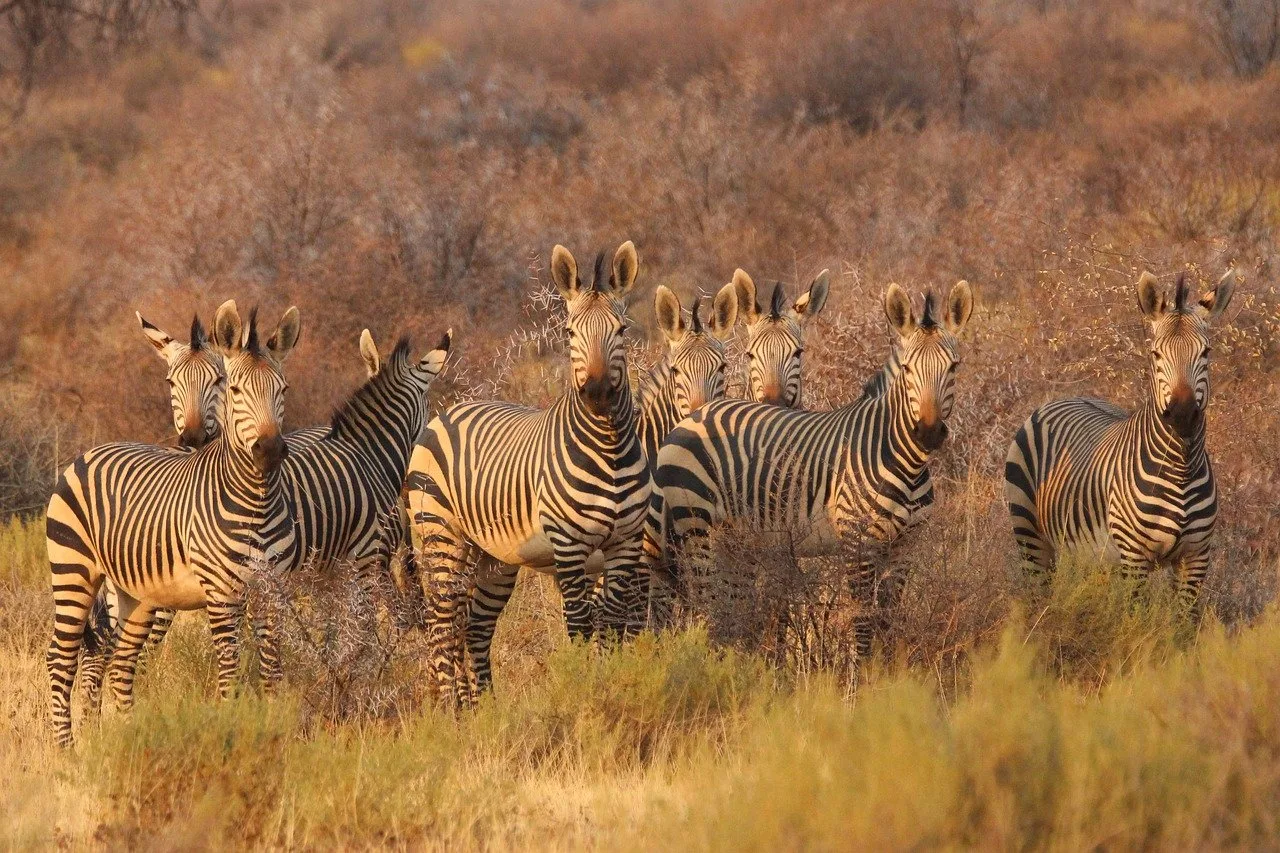 Adventure Seekers & Wildlife Enthusiasts: The Ultimate Guide to Best African Safari Tours 1 g803ead578f8a470306df60737f49498ebb4f19908eaef4067679b90f831a9fde916969d0fca3eb5a2c366aa5766c0fa53d1dfd788b51a4839a813202f0898429 1280 large