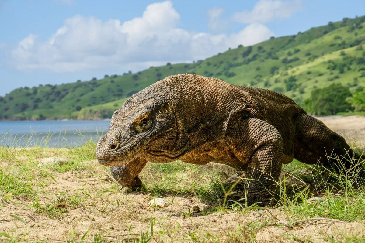 Komodo Islands Travel Guide For Indonesia 1 DSCF2267 1200.jpg